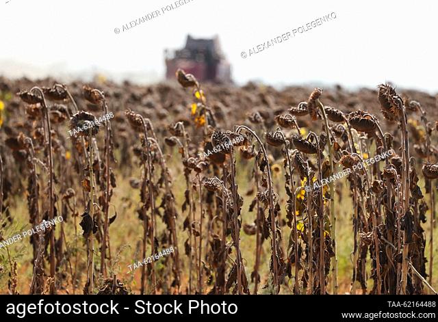 RUSSIA, ZAPOROZHYE REGION - SEPTEMBER 14, 2023: Sunflowers ready for harvesting in a field of branch No 17 Vysokopolye of the State Grain Operator in the...