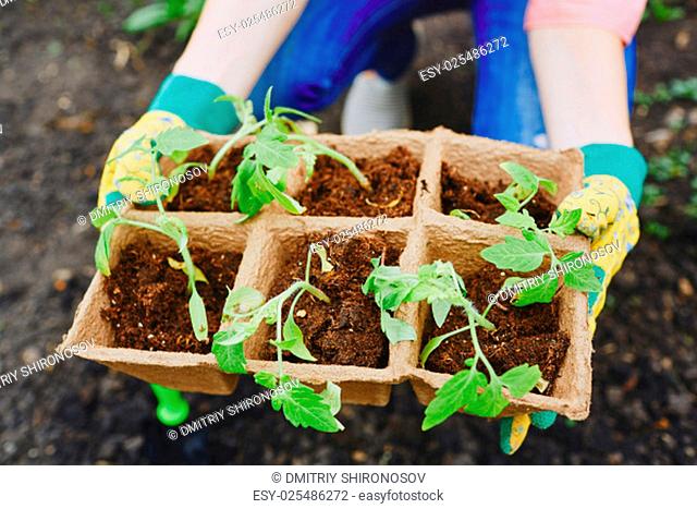 Tomato seedlings in small peat pots held by female farmer