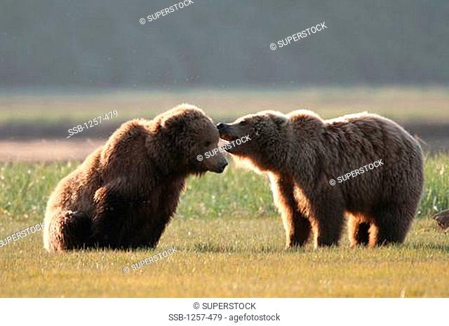 Kodiak brown bears Ursus arctos middendorffi in a field, Swikshak, Katami Coast, Alaska, USA