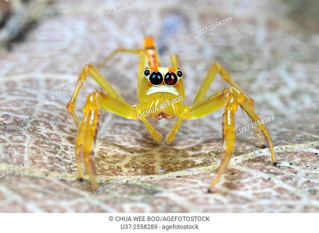 Jumping spider. Image taken at Kampung Skudup, Sarawak, Malaysia