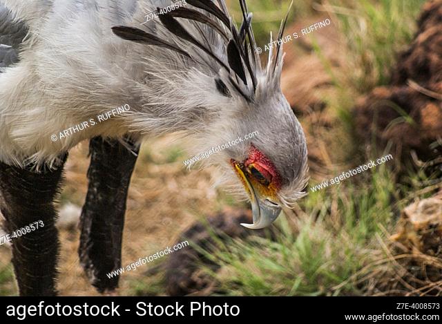 Secretarybird (Sagittarius serpentarius) foraging. The Rhino and Lion Nature Reserve, Johannesburg, South Africa, Africa