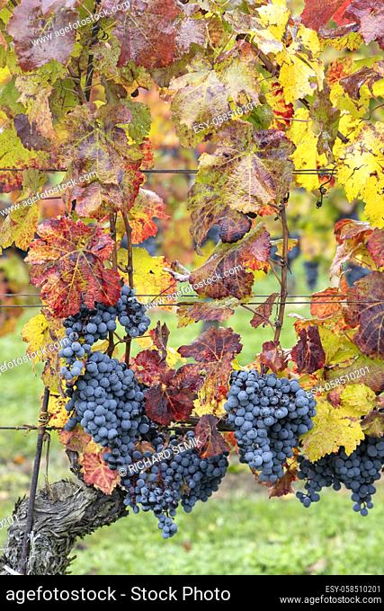 Blue grapes Cabernet Moravia in autumn vineyard, Southern Moravia, Czech Republic