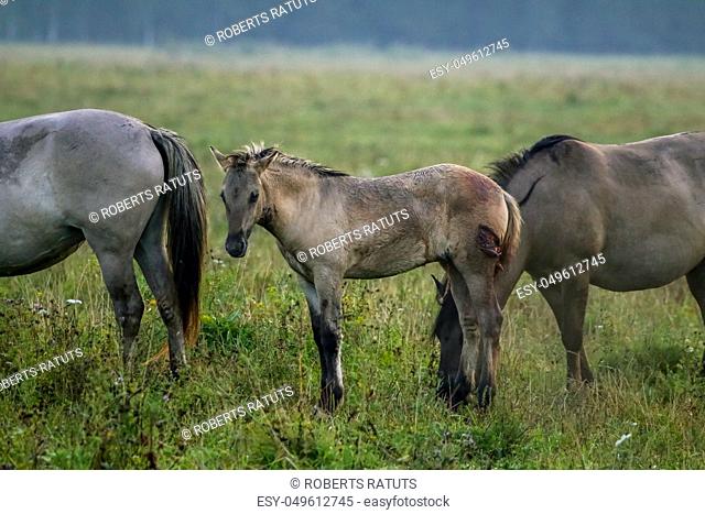 Herd of horses grazing in a meadow in the mist. Horses in a foggy meadow in autumn. Horses and foggy morning in Kemeri National Park, Latvia