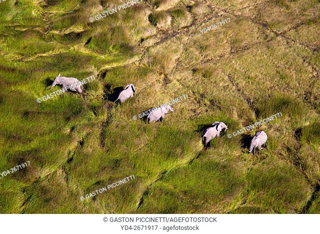 African Elephants (Loxodonta africana), roaming in a freshwater marsh, aerial view, Okavango Delta, Botswana. . The Okavango Delta is home to a rich array of...