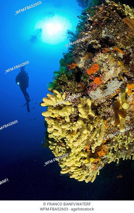 Scuba Diver on Rock coverd with Yellow Sponges, Aplysina cavernicola, Ponza, Mediterranean Sea, Italy
