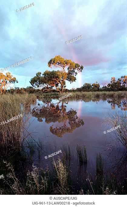 Black-box depression, Nocoleche Nature Reserve, far western plains of New South Wales, Australia