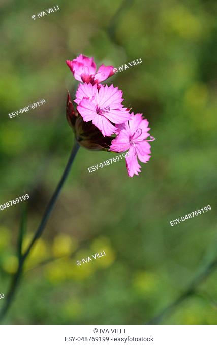 ?arthusian pink - Latin name - Dianthus carthusianorum