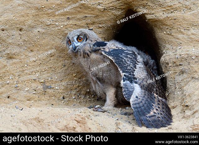 Eurasian Eagle Owl / Europaeischer Uhu ( Bubo bubo ), chick at nesting site, moulting, stretching its wing, wildlife, Europe