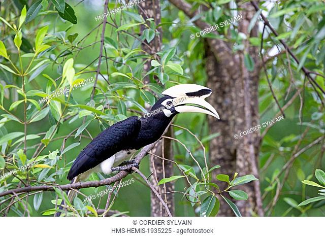 Malaysia, Sabah state, Kinabatangan river, Oriental Pied Hornbill (Anthracoceros albirostris)