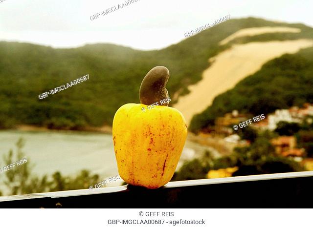 Cashew fruit, Morro do Careca, Natal, Rio Grande do Norte, Brazil