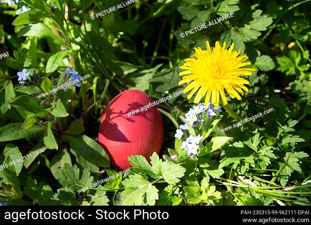 PRODUCTION - 17 April 2022, North Rhine-Westphalia, Bergheim: ILLUSTRATION - A red painted egg lies in the grass between blossoms of the flowers dandelion and...