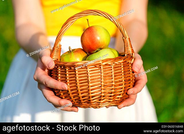 Closeup of vintage basket with organic apples in woman's hands. Garden harvest. Summer. outdoors. Woman holding a big basket of fruit