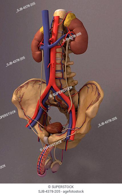Front view of the renal system and it's blood supply. The vertebral column and pelvis is also included