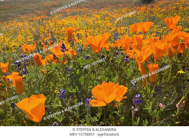 California Poppies and Yellow Goldfields (Lasthenia californica), Pygmy-Leaved Lupines (Lupinus bicolor), cover hills and valleys in Antelope Valley...