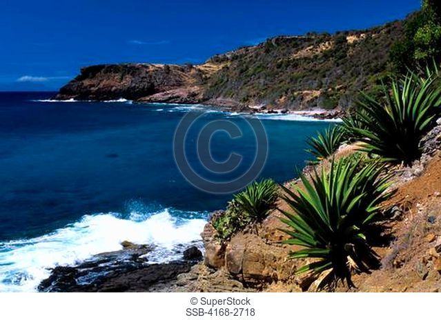 Antigua, Coastline With Century Plants In Foreground