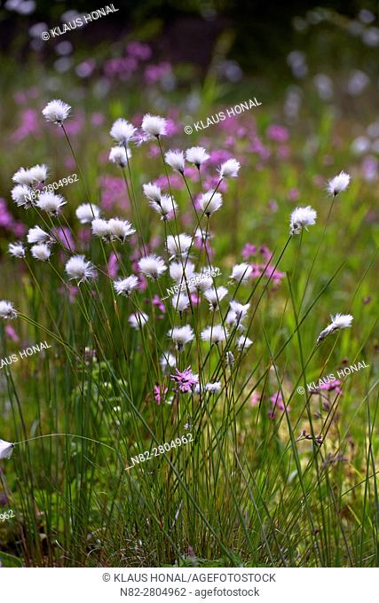 Hare's-tail Cottongrass, Tussock Cottongrass or Sheathed Cottonsedge (Eriophorum vaginatum) and Ragged Robin (Lychnis flos-cuculi) flowering in moory landscape...