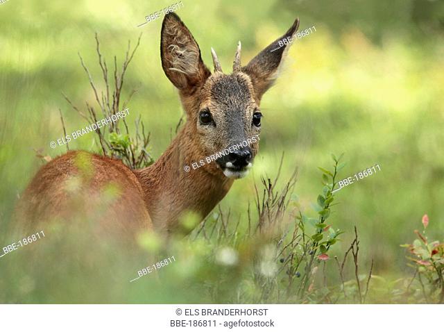 Young Roe deer eating from Bilberry at a moorland