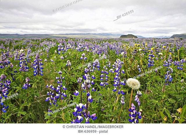 Lupins (Lupinus) help to fortify the ground in Iceland, Atlantic Ocean