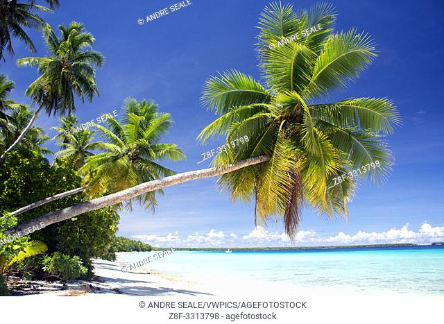 White sand beach and coconut tree, Ant Atoll, Pohnpei, Federated States of Micronesia