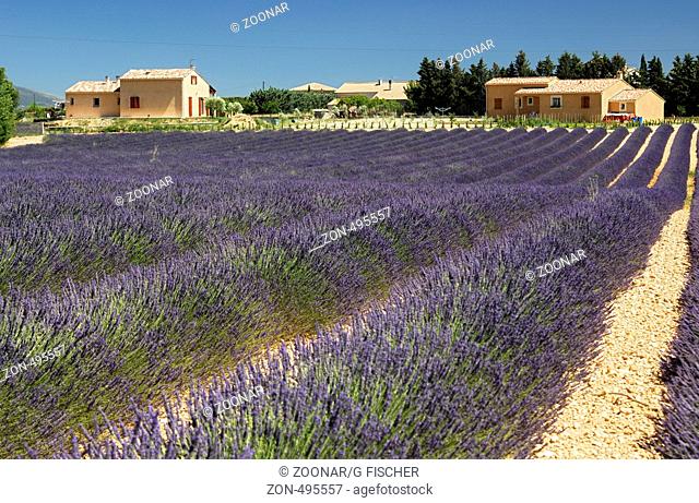 Anbau von Lavendel, Plateau de Valensole, Provence, Frankreich / Lavender field, Plateau de Valensole, Provence, France