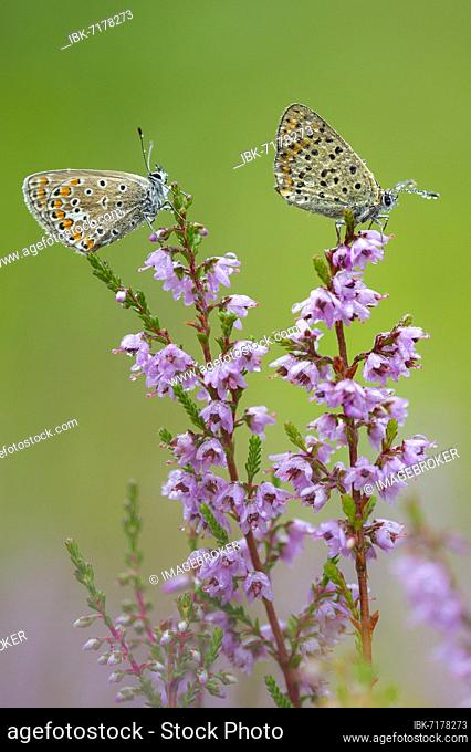 Common blue butterfly (Polyommatus icarus) in the flowering heath, Goldenstedt, Lower Saxony, Germany, Europe