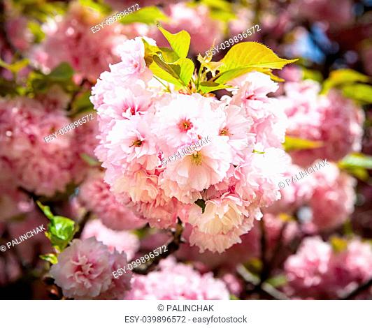 Sakura. Cherry blossom branch with beautiful soft nature background