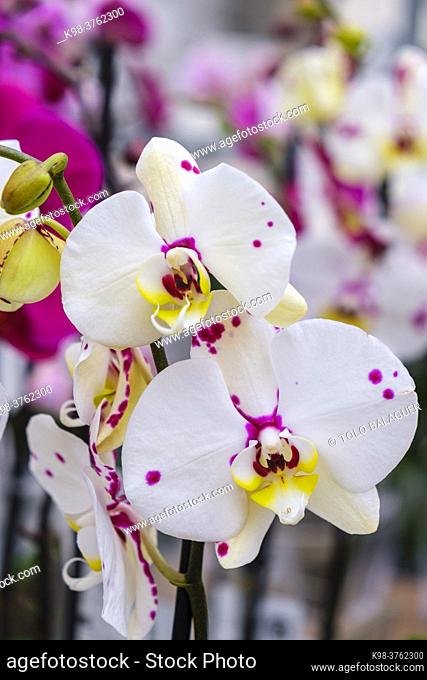 White orchid, Phalaenopsis, Mallorca, Balearic Islands, Spain