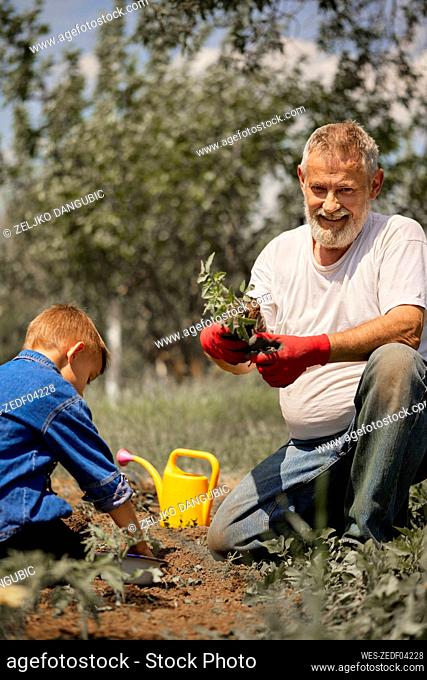 Grandfather planting tomato seedlings with grandson in back yard