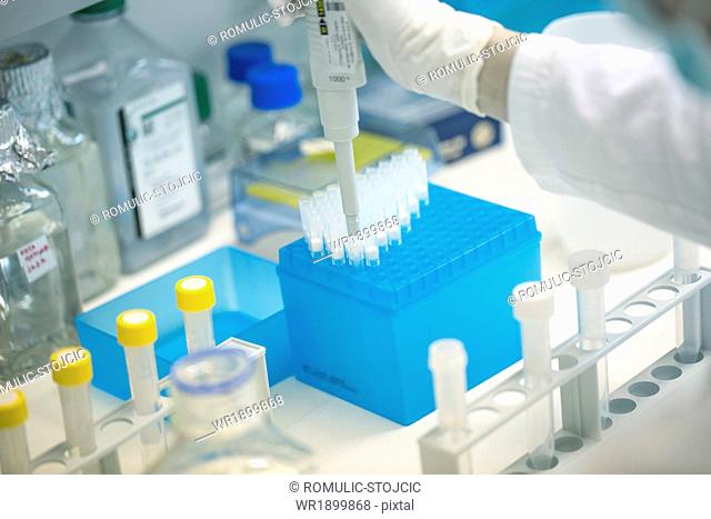 Scientist pipetting samples for testing