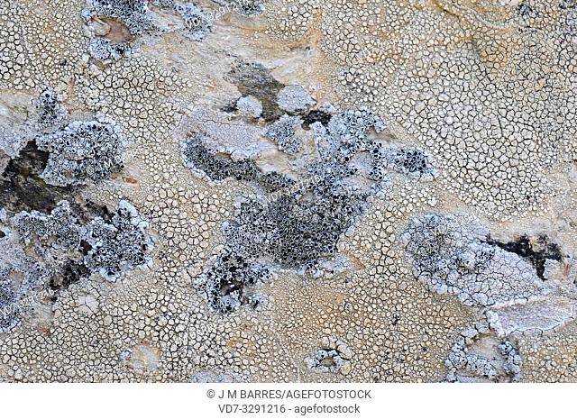 Ochrolechia parella (pinkish apothecia) and Tephromela atra (black apothecia), two crustoses lichens