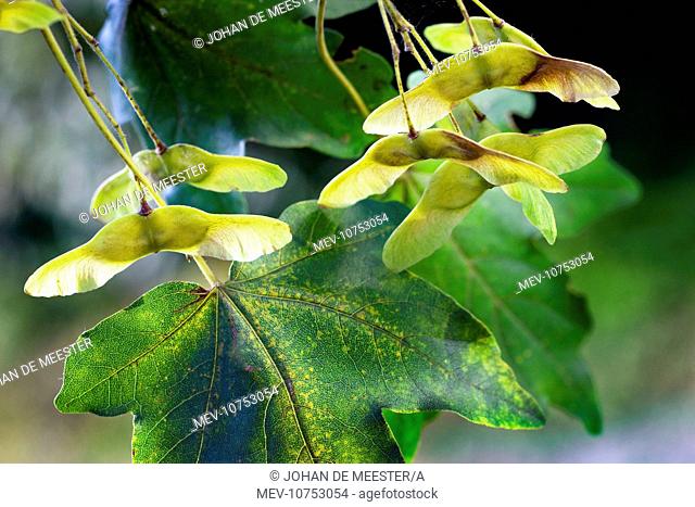 Field Maple with fruit (Acer campestre)