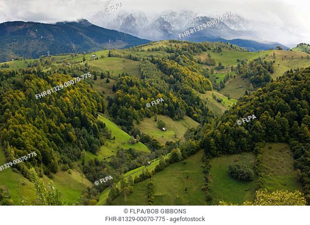 View of mixed woodland and pasture on mountain slopes, distant peaks with first snow of autumn, South of Bran, Leaota Mountains, Southern Carpathians, Romania