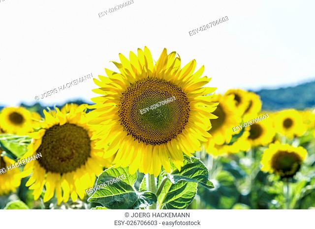 beautiful ripe yellow sunflower Field in the countryside