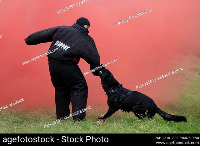 17 October 2023, Saxony, Bad Schandau: A police dog attacks a member of the service dog squad of the Dresden Police Department during an exercise