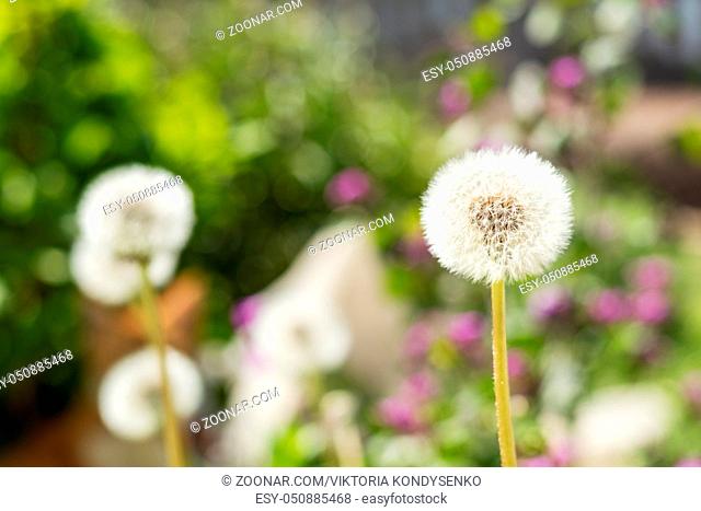 Tender white dandelions in the summer time. Beautiful summer background. Copy space