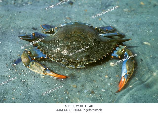 Blue Crab (Callinectes sapidus) SE Georgia