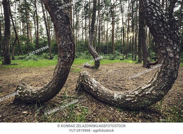 So called Crooked Forest (Polish: Krzywy Las) with oddly-shaped pine trees near Nowe Czarnowo small village in West Pomerania Voivodeship of Poland
