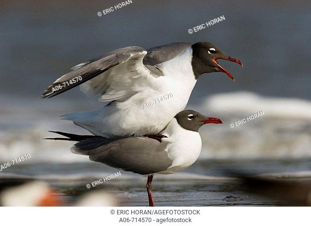 Laughing Gulls (Leucophaeus atricilla)