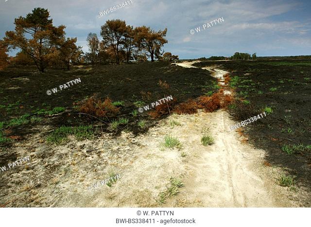 Common Heather, Ling, Heather (Calluna vulgaris), heath after burning in Kalmthoutse Heide, Belgium