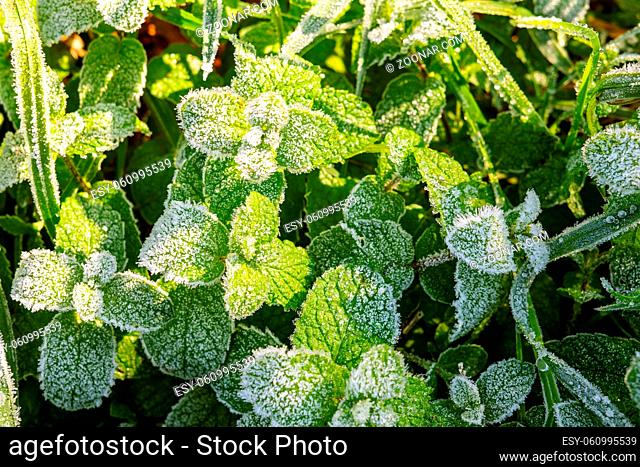 Wild peppermint covered with white hoar frost and ice crystal formation on sunny morning . Winter nature background