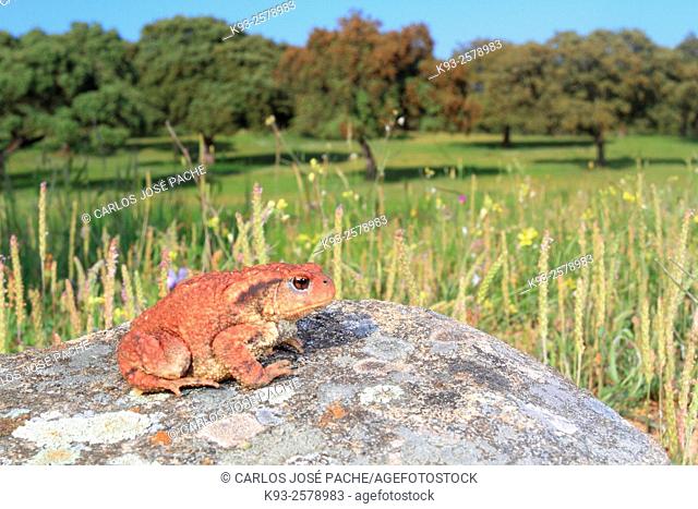 Common toad (Bufo bufo), Parque Nacional de Monfrague, Extremadura, Spain