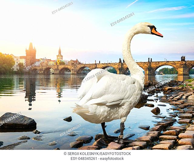 White swan on river Vltava near Charles bridge in Prague
