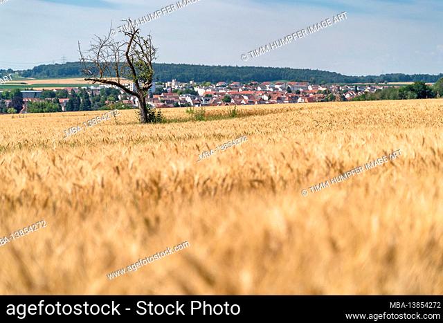 Europe, Germany, Baden-Wuerttemberg, Ludwigsburg district, Bietigheim-Bissingen, view over the fields to Bissingen