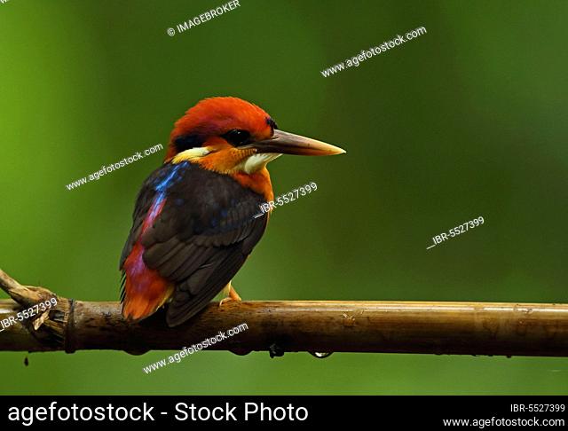 Jungle Kingfisher, Oriental Pygmy Kingfisher, Kingfishers, Kingfishers, Animals, Birds, Black-backed Kingfisher (Ceyx erithaca erithaca) adult