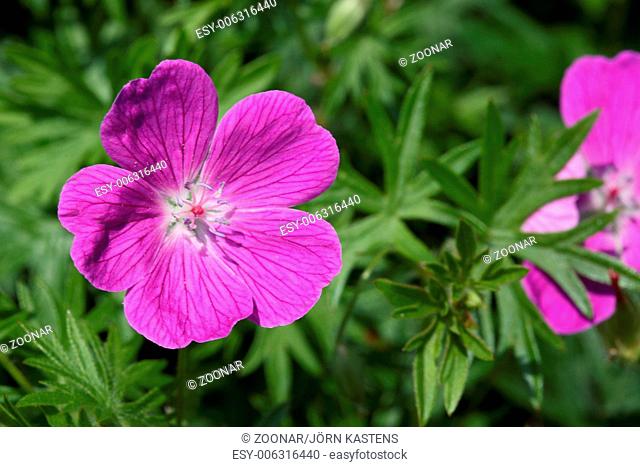 Cranesbill - Geranium x oxonianum 'Rose Claire'