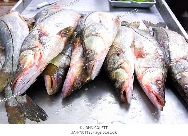 Panama, Panama City, El Mercado del Mariscos, Fish Market, Red Snapper For Sale