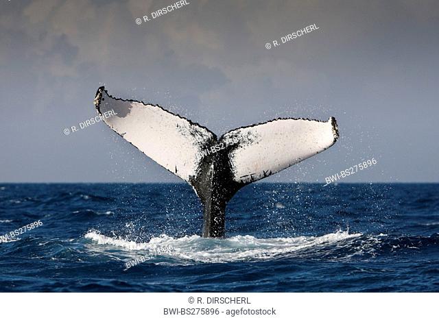 humpback whale (Megaptera novaeangliae), Fluke, Dominican Republic, Silver Bank