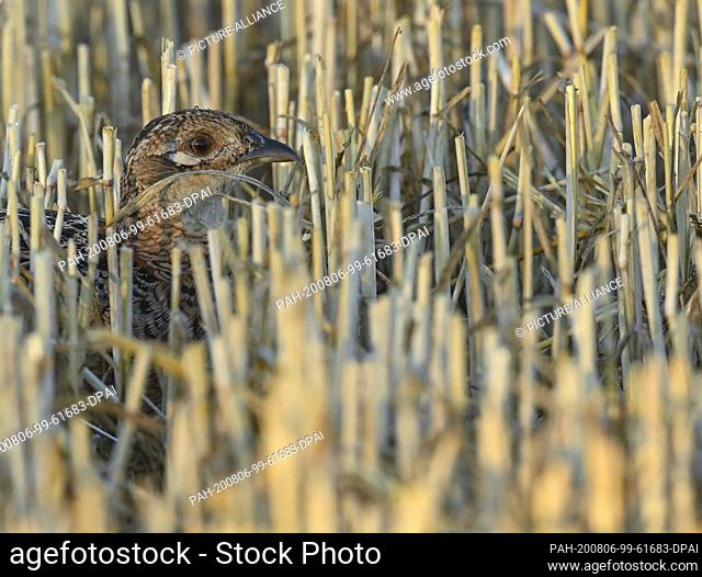 06 August 2020, Brandenburg, Reitwein: Well camouflaged, a partridge (Perdix perdix) lies early in the morning between the stubble of a harvested grain field in...