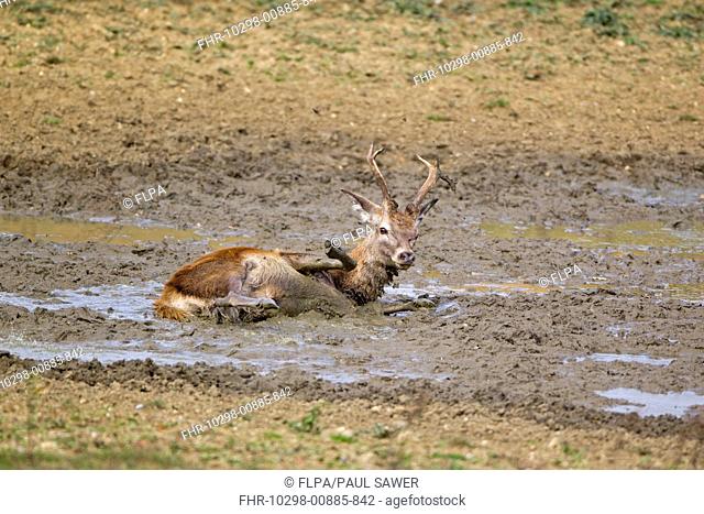 Red Deer Cervus elaphus stag, wallowing, during rutting season, Minsmere RSPB Reserve, Suffolk, England, october