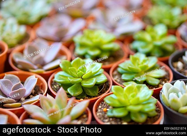 Succulents plant in small pot in blur background